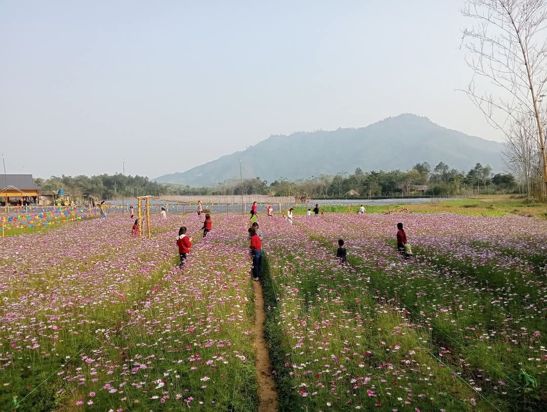 Nữ chi hội trưởng nông dân ở Yên Bái tận dụng đất ruộng trồng vườn hoa đẹp ai thấy cũng mê- Ảnh 4.