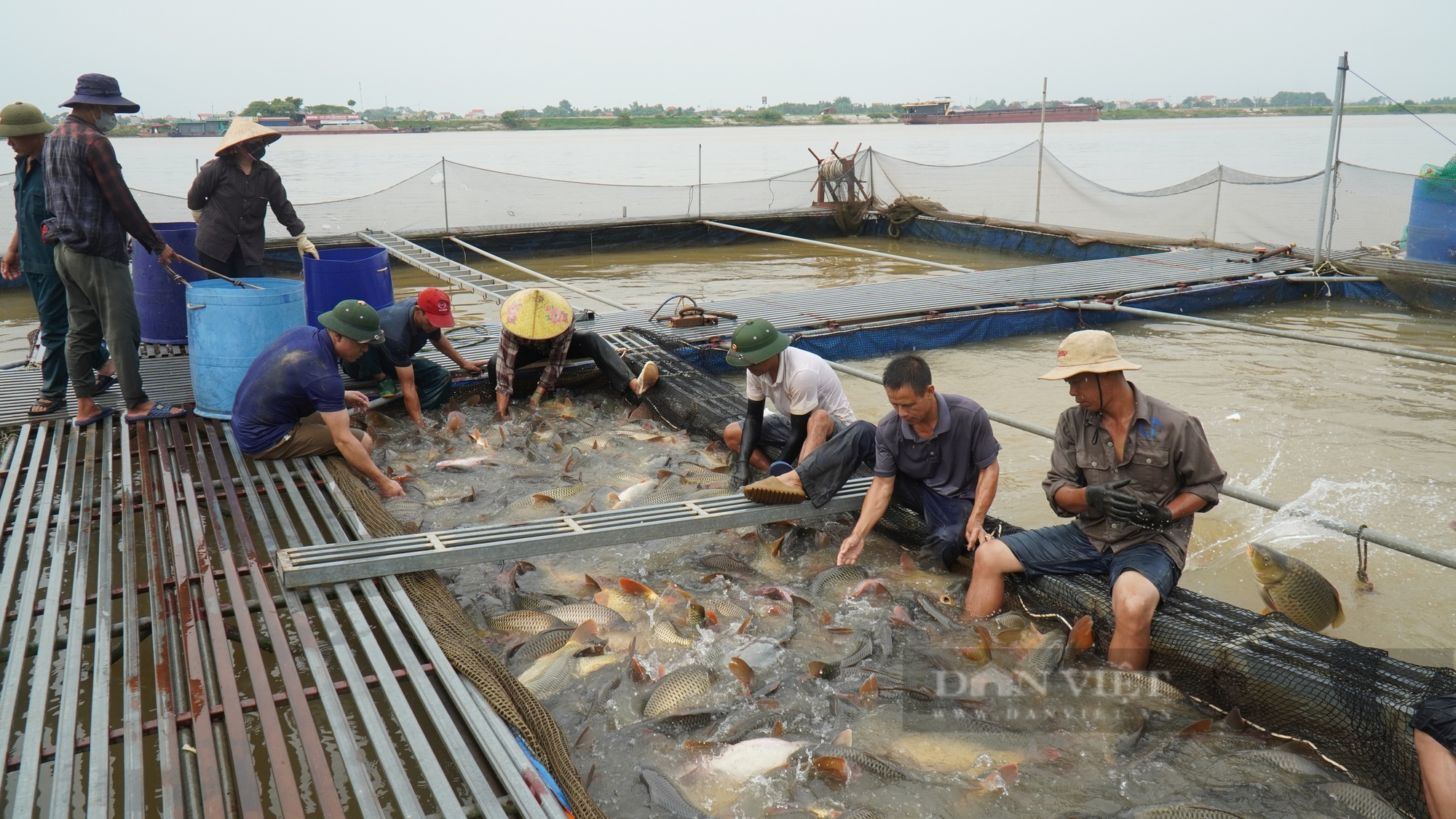 Hợp tác xã ở Bắc Ninh nuôi cá trên sông thu 52 tỷ, dịp Tết này sẽ bán tiếp 350 tấn cá- Ảnh 1.