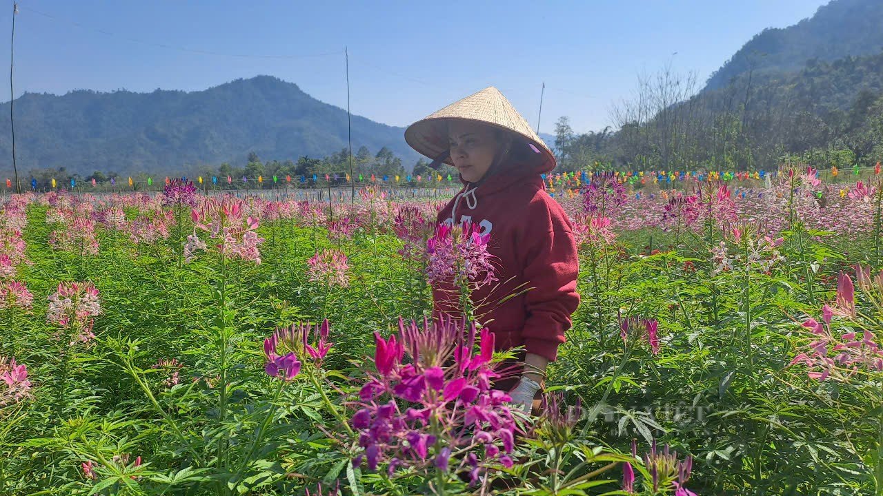 Nữ chi hội trưởng nông dân ở Yên Bái tận dụng đất ruộng trồng vườn hoa đẹp ai thấy cũng mê- Ảnh 7.