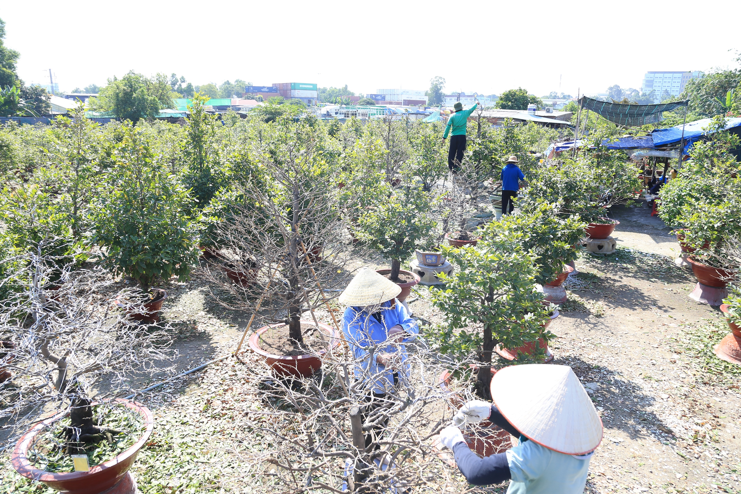 Làng mai Thủ Đức rộn ràng vào vụ Tết - Ảnh 1.