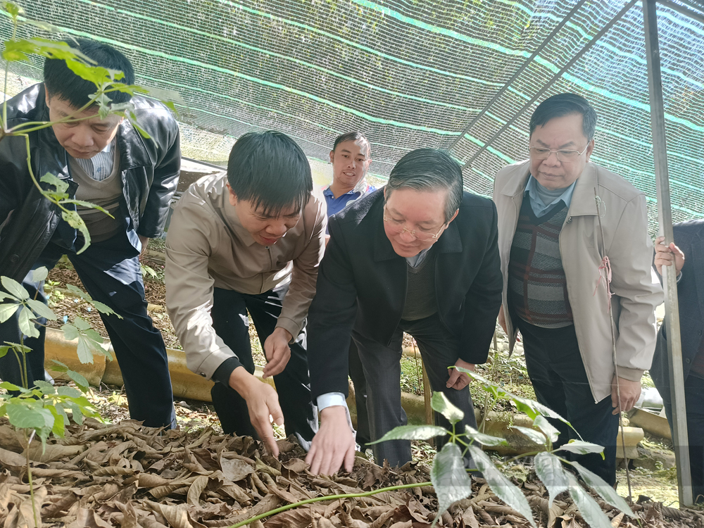 Chủ tịch Hội NDVN Lương Quốc Đoàn vượt núi thăm, tặng quà Tết cho nông dân trồng sâm Lai Châu - Ảnh 4.