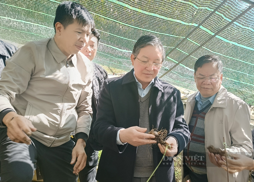 Chủ tịch Hội NDVN Lương Quốc Đoàn vượt núi thăm, tặng quà Tết cho nông dân trồng sâm Lai Châu - Ảnh 6.