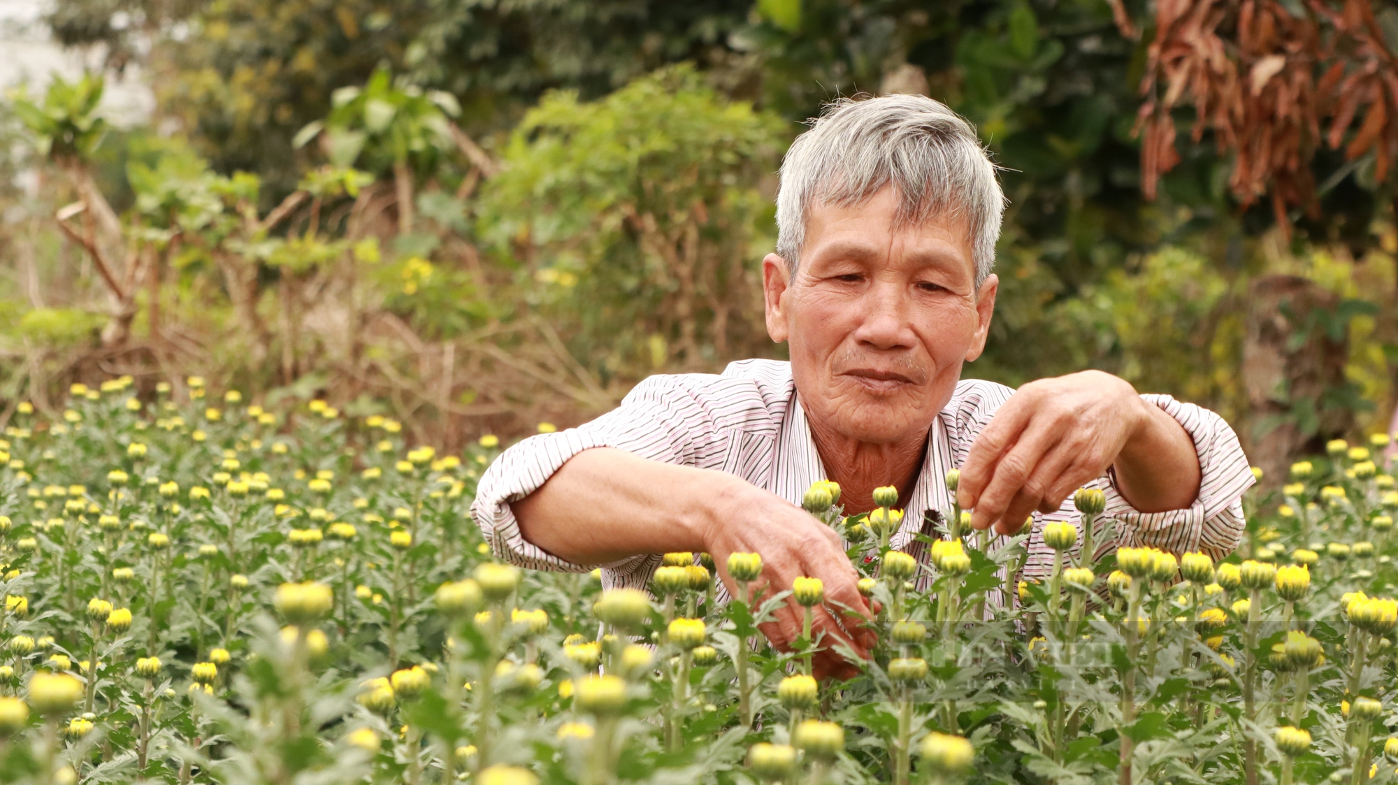 Lão nông 73 tuổi tiết lộ "bí kíp" trồng, bán 10.000 chậu hoa cúc, lãi nửa tỷ trước Tết- Ảnh 7.