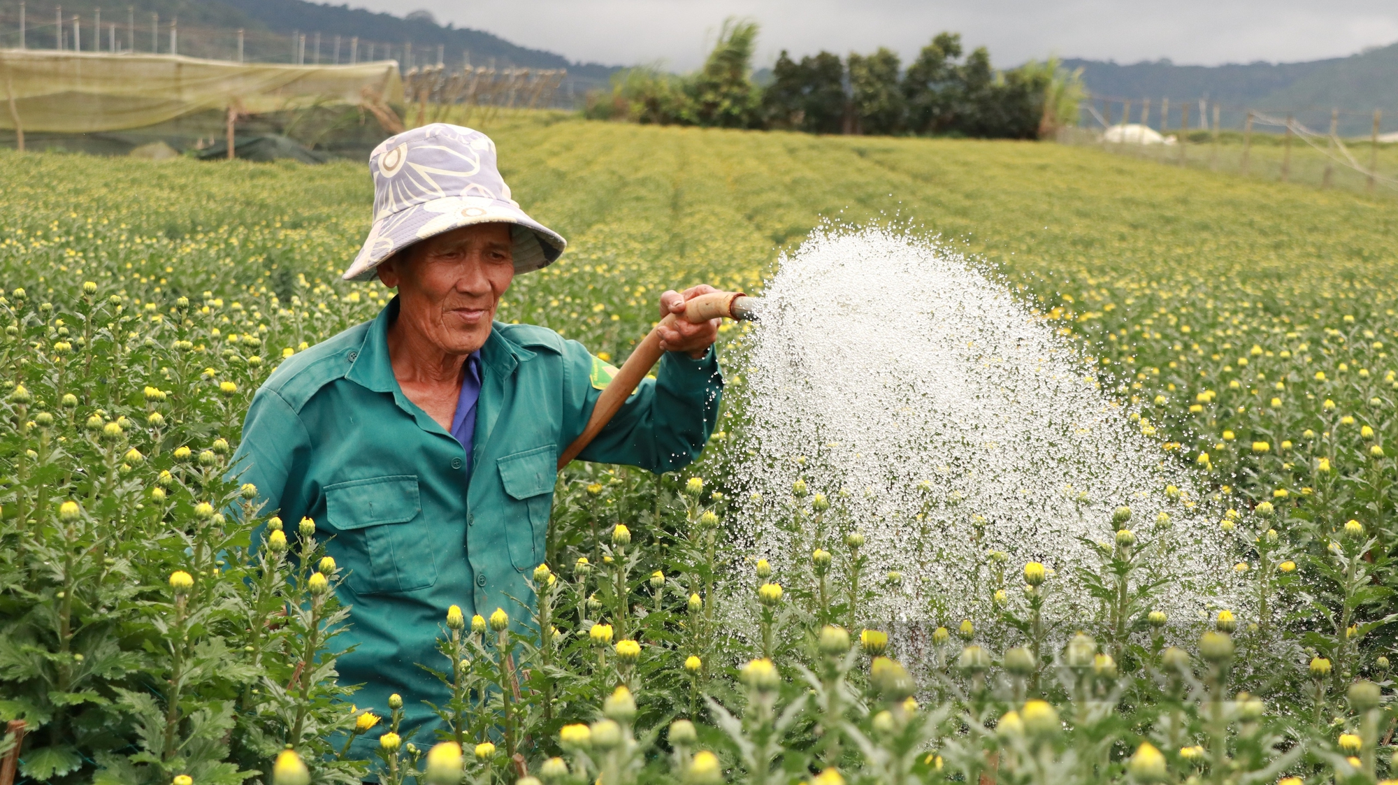 Lão nông 73 tuổi tiết lộ "bí kíp" trồng, bán 10.000 chậu hoa cúc, lãi nửa tỷ trước Tết- Ảnh 4.