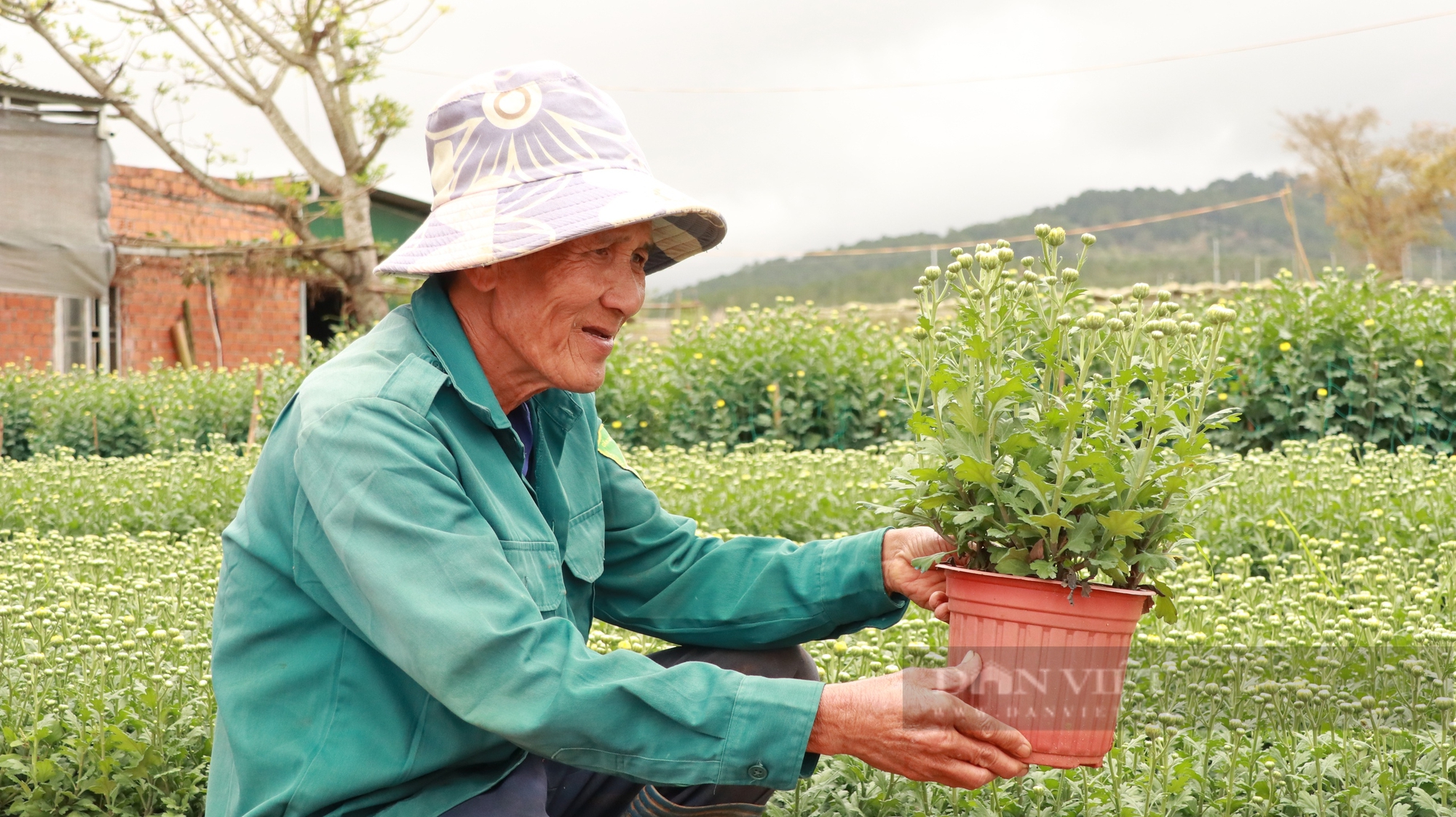 Lão nông 73 tuổi tiết lộ "bí kíp" trồng, bán 10.000 chậu hoa cúc, lãi nửa tỷ trước Tết- Ảnh 8.