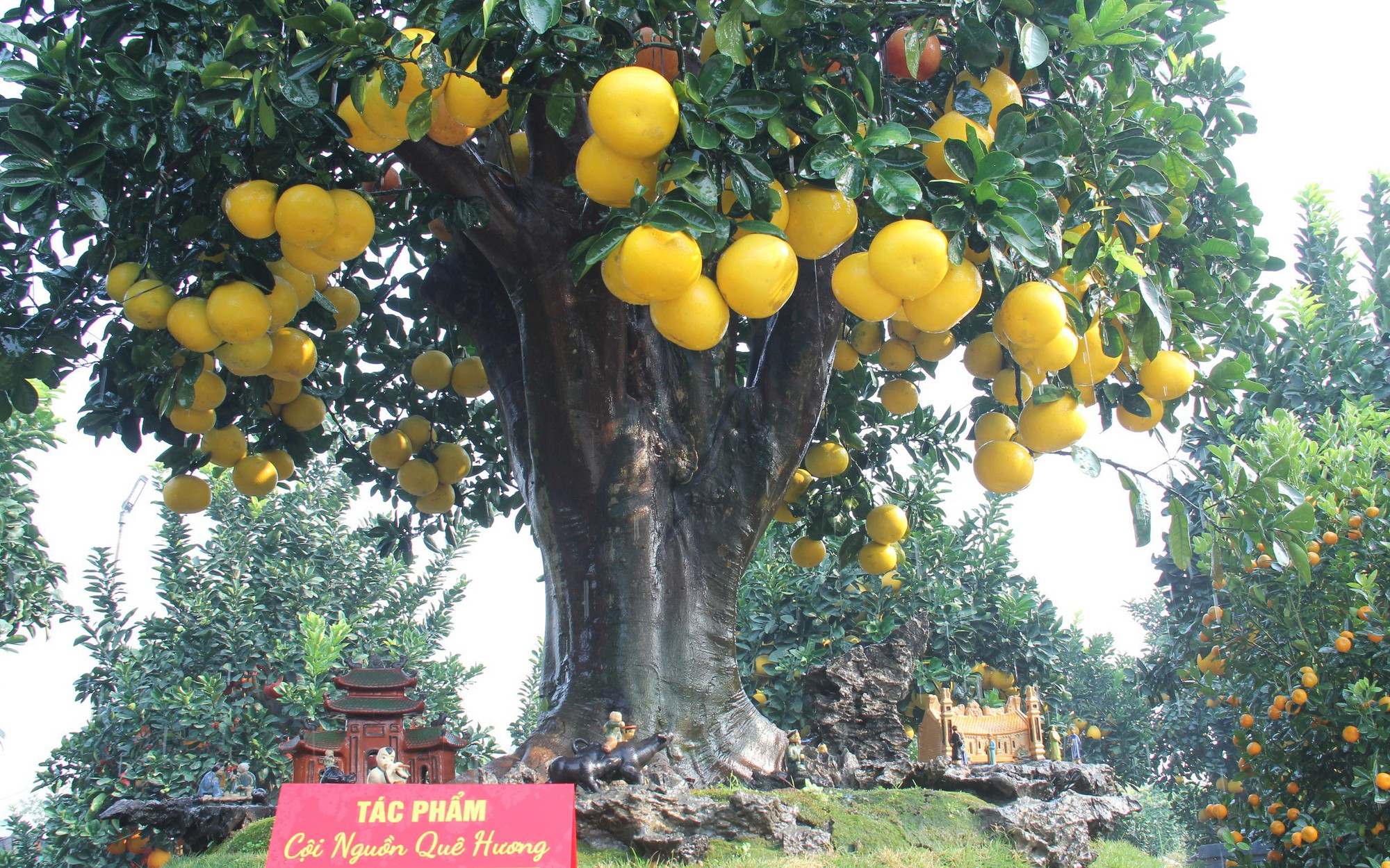 Cây kiệu ở Ninh Thuận tốt um như rau dại, nhổ một phát bật lên củ ngon, thương lái tranh nhau mua - Ảnh 3.