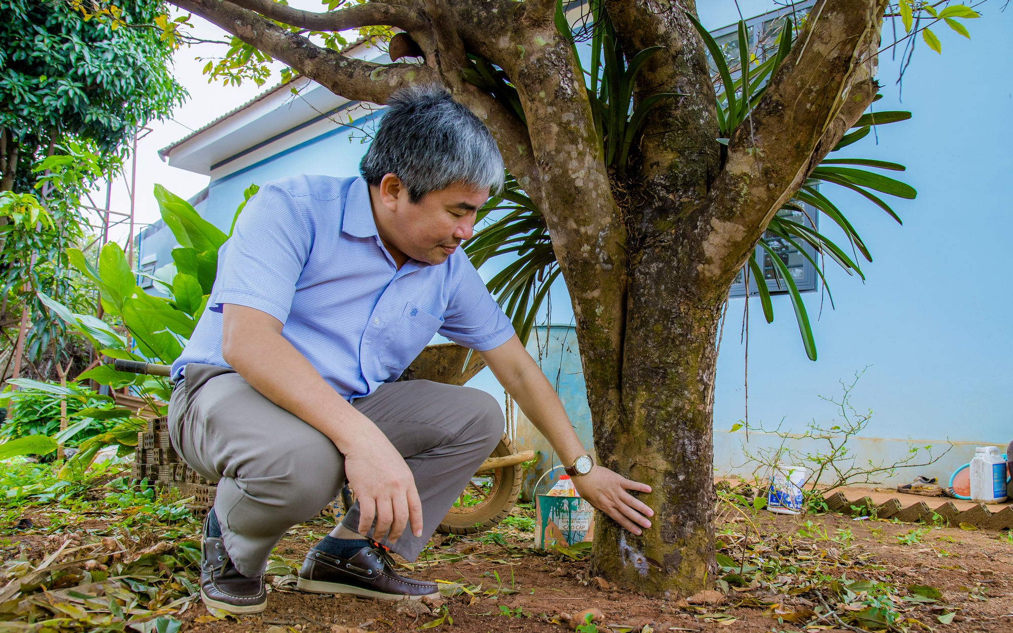 Giá quất cảnh phục vụ Tết Nguyên đán Ất Tỵ 2025 tăng vọt - Ảnh 1.