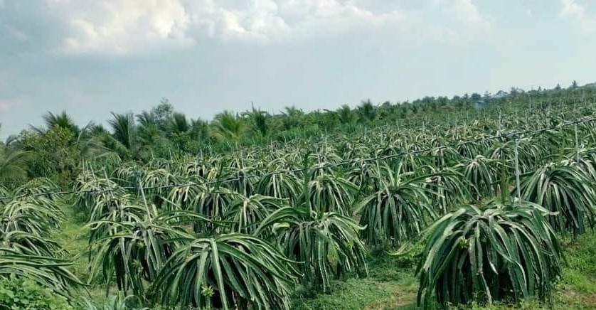 Ông nông dân làm giàu bằng trái thanh long, còn giúp nhiều hộ nghèo vượt khó nhận bằng khen, giấy treo đầy trên tường nhà - Ảnh 3.