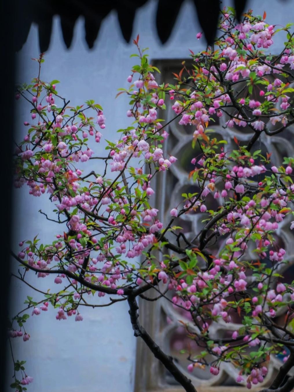 Người xưa dặn: "Trồng 4 cây trong sân, ngôi nhà đầy vàng ngọc, sung túc, cát tường", đó là 4 cây gì?   - Ảnh 7.