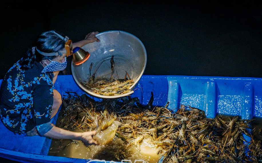 Sông Tiền, sông Hậu có cá đặc sản là cá heo đẹp hơn cá linh, 2 cái ngạnh như nanh heo rừng - Ảnh 1.