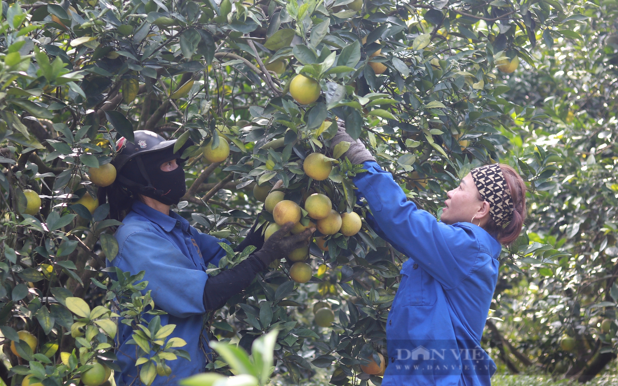 "Chạm nóc" mức 70.000 đồng/kg, giá lợn hơi bất ngờ "quay xe" khi "Tết nhất đến nơi rồi" - Ảnh 4.