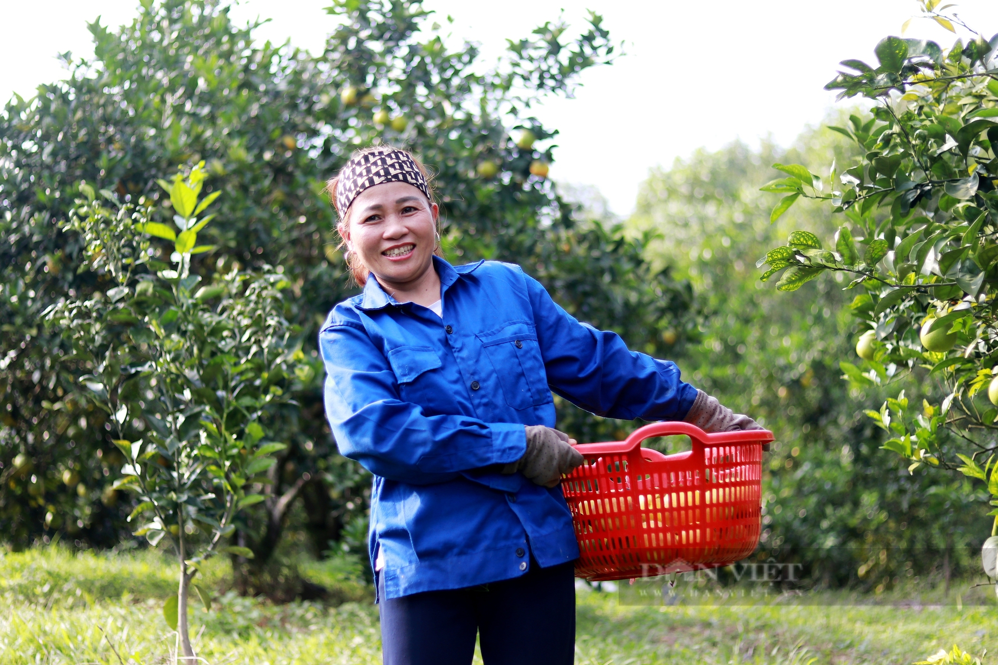 Nông dân tại “thủ phủ” cam giòn trúng mùa chưa từng có, ước tính thu 60 tỷ đồng vào dịp Tết Ất Tỵ- Ảnh 6.