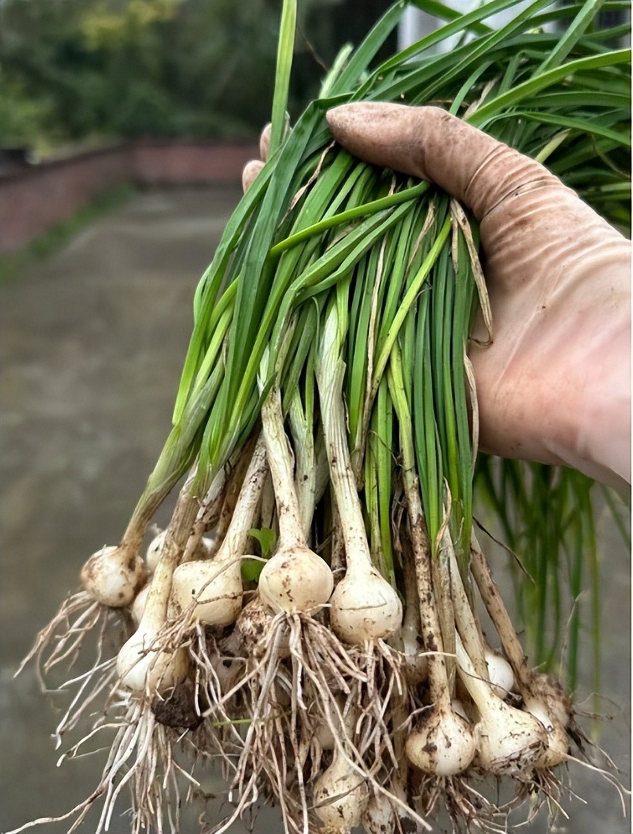 Loại rau hoang dại thơm lạ, giúp sạch ruột, giải độc, xua tan khí lạnh, xào thịt cực ngon - Ảnh 3.