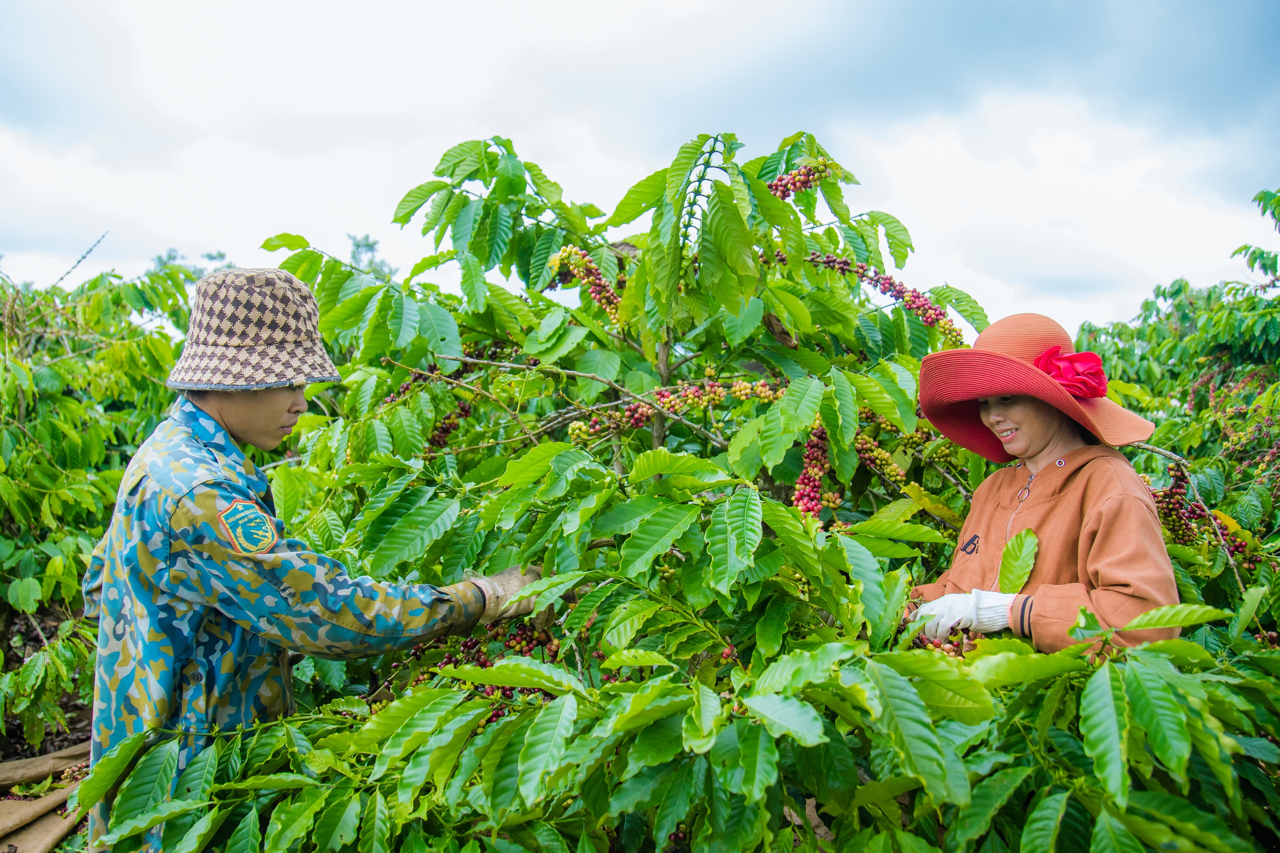 Ra mắt mô hình bảo hiểm lượng mưa đầu tiên tại Việt Nam dành cho cây cà phê - Ảnh 2.