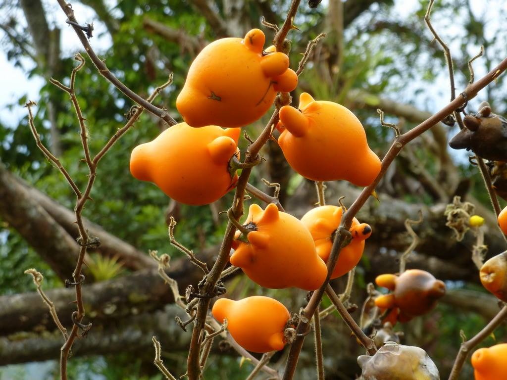 Người xưa dặn: "Trồng cây may mắn, phước lành đến cửa, tài lộc ghé thăm trong năm mới" - Ảnh 2.