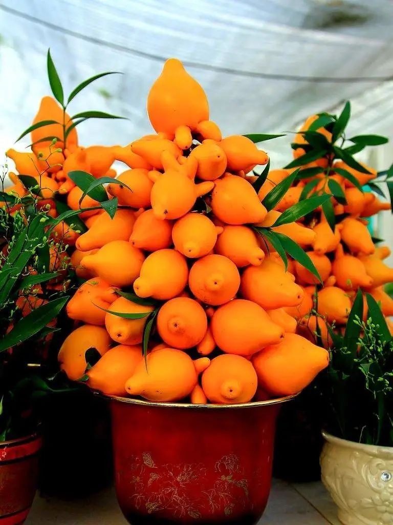 Người xưa dặn: "Trồng cây may mắn, phước lành đến cửa, tài lộc ghé thăm trong năm mới" - Ảnh 3.