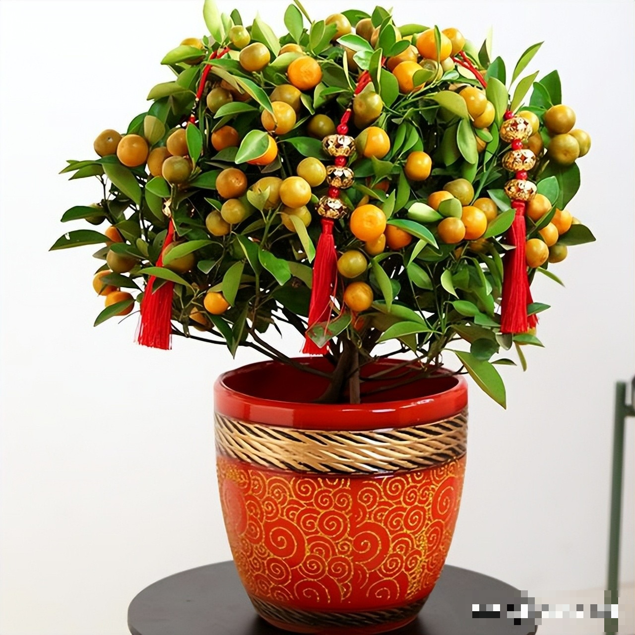 Người xưa dặn: "Trồng cây may mắn, phước lành đến cửa, tài lộc ghé thăm trong năm mới" - Ảnh 5.
