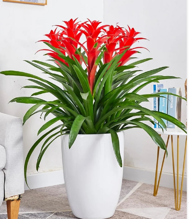 Người xưa nói: "Hoa đỏ trong nhà, dưỡng người, chiêu lộc", 5 cây cảnh giúp năm Tỵ sung túc, giàu có - Ảnh 7.