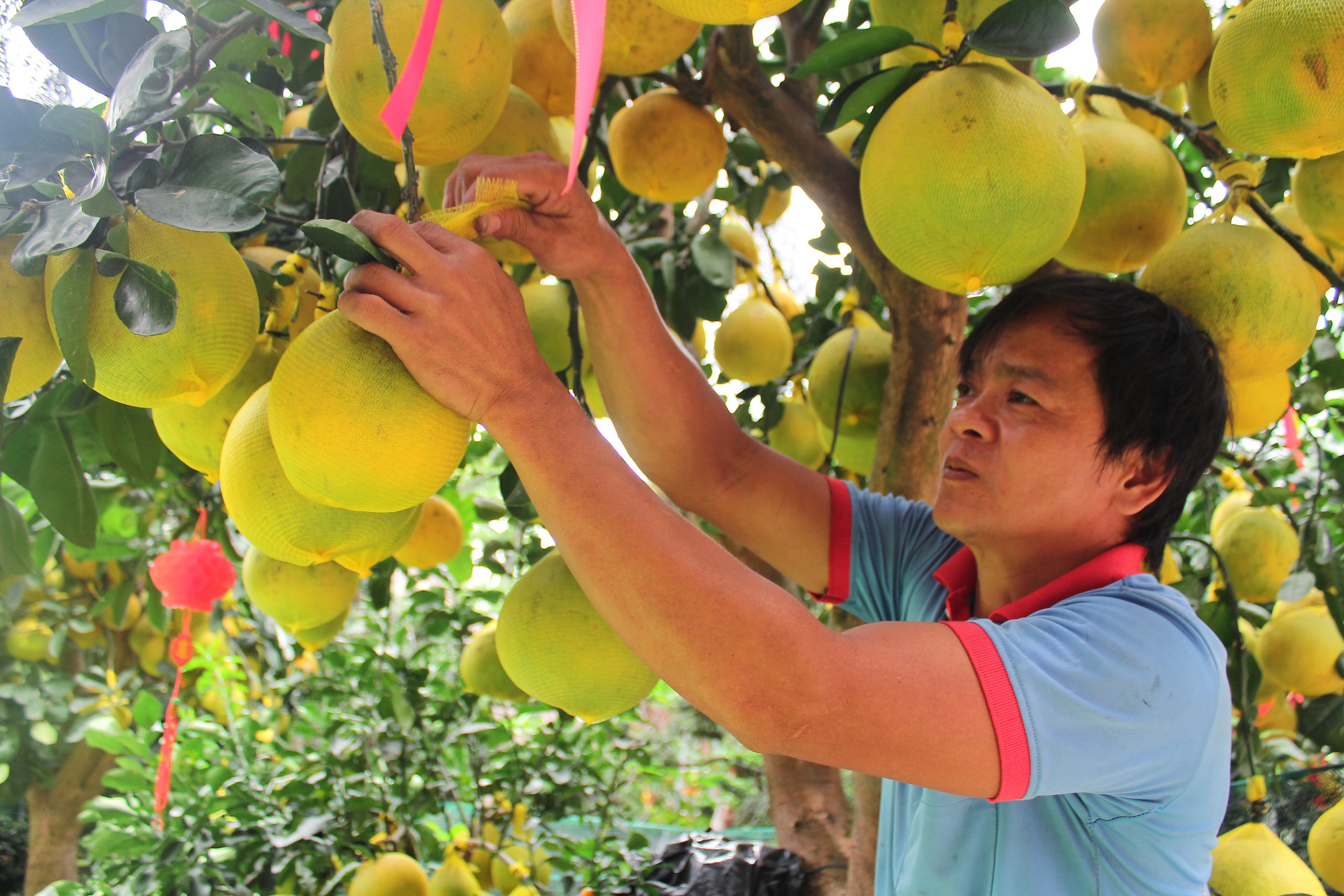 Bưởi Diễn vàng ươm, trĩu trái, vài chục triệu đồng mỗi cây đổ bộ TP.HCM bán Tết - Ảnh 8.