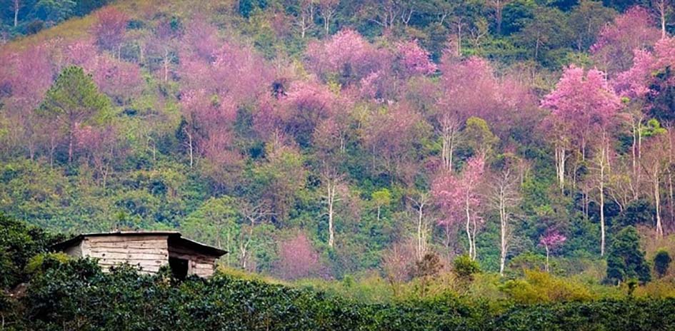 Lưu gấp những điểm du lịch Tết ở Đà Lạt không phải ai cũng biết, siêu đẹp, siêu thơ mộng - Ảnh 8.