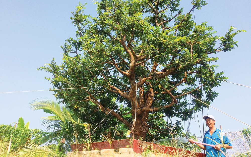 Đây là các đặc sản Tây Nguyên, nông sản ngon lành đang bán tốt ở Đắk Lắk- Ảnh 10.