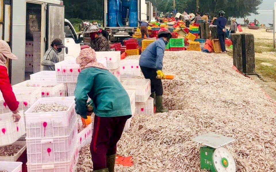 Nhãn "ăn" cá, đậu tương, bưởi trồng chuẩn quy trình VietGAP, nông dân Hòa Bình đưa toàn đồ ngon xuất ngoại - Ảnh 2.