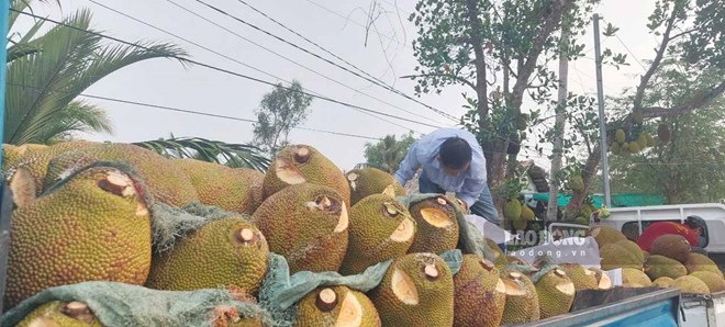 Nông dân một xã ở Kiên Giang trồng giống mít gì mà trái to bự, hễ bán 1 quả có ngày 1 triệu? - Ảnh 1.