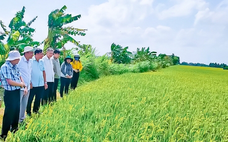 Hưởng lương 700 triệu/năm nhờ liều trồng hoa lan, loài hoa quý tộc ở Bình Dương, nở cản chả kịp - Ảnh 4.