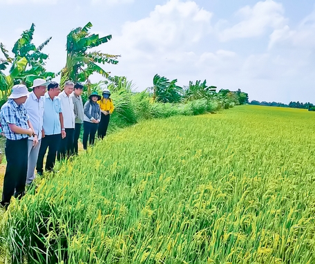 Trồng lúa 4.0 là làm kiểu gì mà ở Đồng Tháp, nông dân nói "khỏe re", thu hoạch xong tiền chạy ào ào vào thẻ? - Ảnh 3.