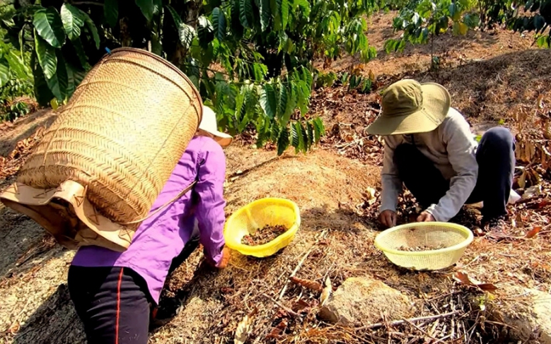 Ra hòn đảo Nồm Giữa dân bắt cá xương xanh nướng thành đặc sản Kiên Giang, ăn ngon mồm - Ảnh 3.