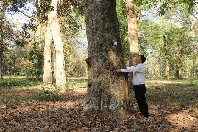 Đây là khu rừng la liệt cổ thụ nổi tiếng trên đất Đồng Nai, cây nào cũng đánh số trên thân - Ảnh 1.