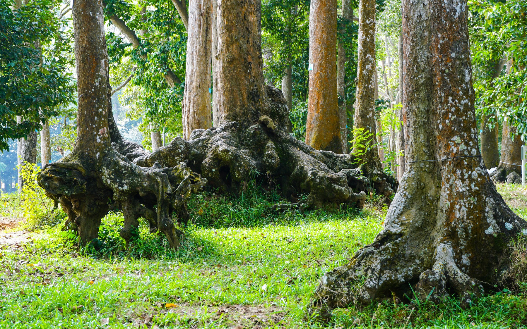 Đây là con sông đào đầu tiên nối Long An với Tiền Giang, do vua Gia Long nhà Nguyễn khơi thông 1819 - Ảnh 2.