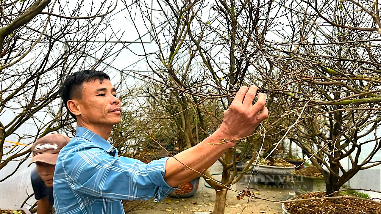 Anh nông dân Hà Tĩnh xuống lá, chong đèn giống mai vàng bung nở đúng dịp Tết, có thể “đút túi” hàng tỷ đồng - Ảnh 10.