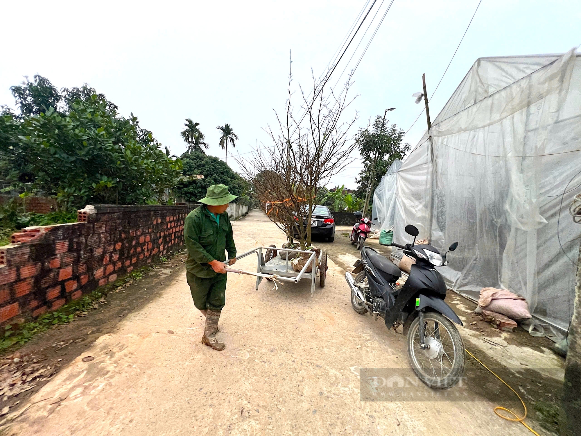 Anh nông dân Hà Tĩnh xuống lá, chong đèn giống mai vàng bung nở đúng dịp Tết, có thể “đút túi” hàng tỷ đồng - Ảnh 8.