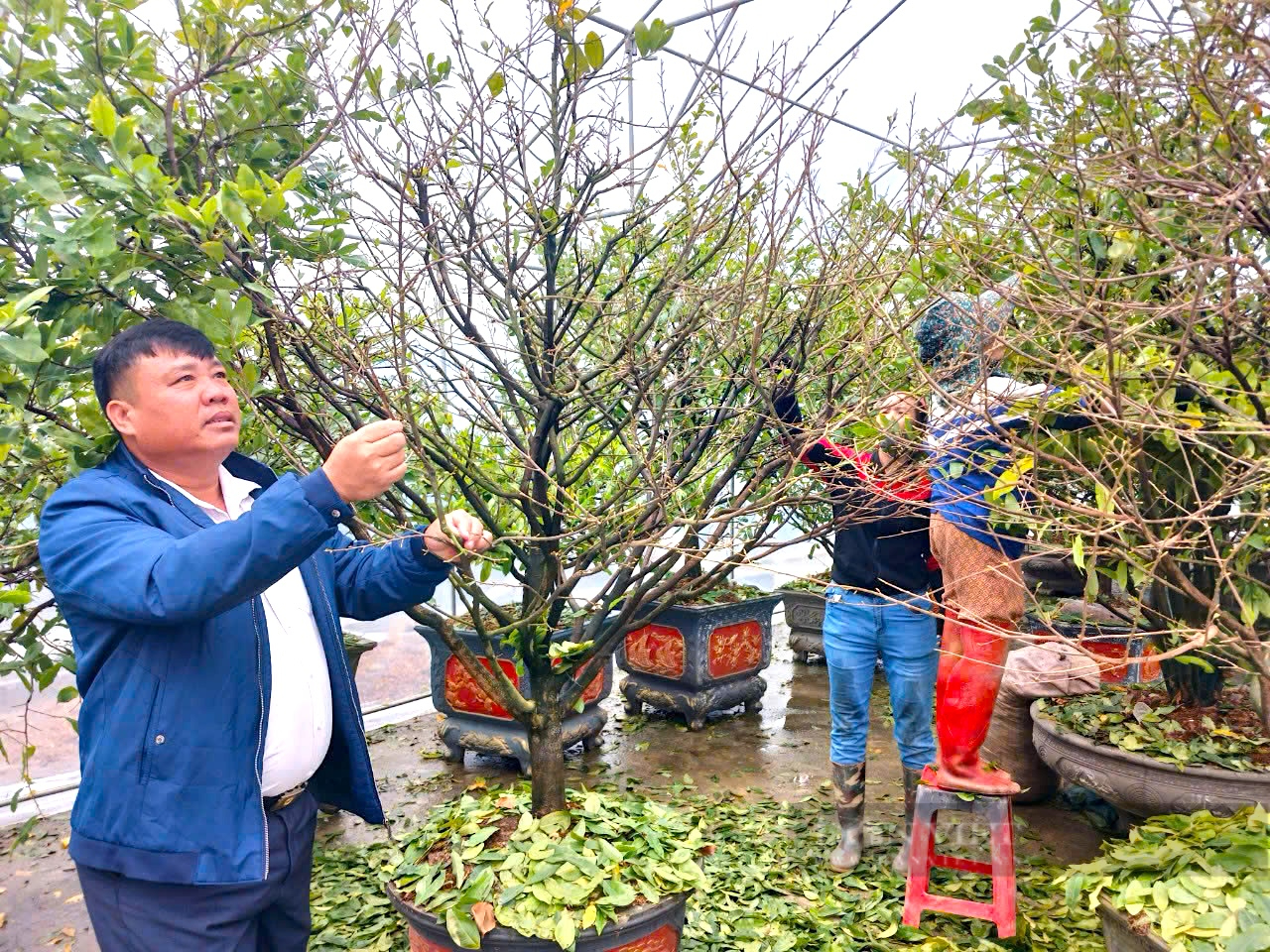 Anh nông dân Hà Tĩnh xuống lá, chong đèn giống mai vàng bung nở đúng dịp Tết, có thể “đút túi” hàng tỷ đồng - Ảnh 6.