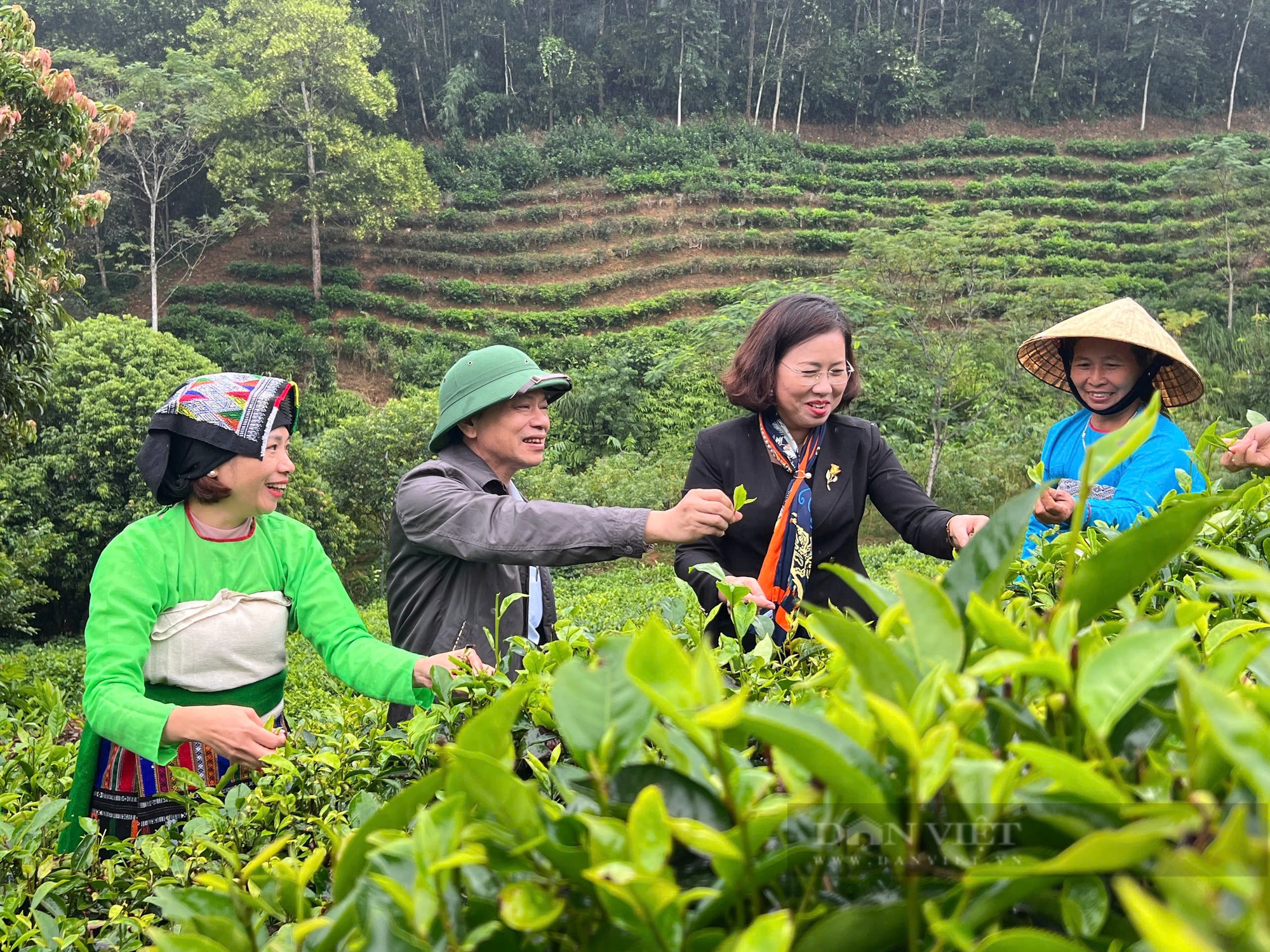 Người đưa thương hiệu chè Bình Sơn (Thanh Hóa) lên tầng cao mới - Ảnh 2.