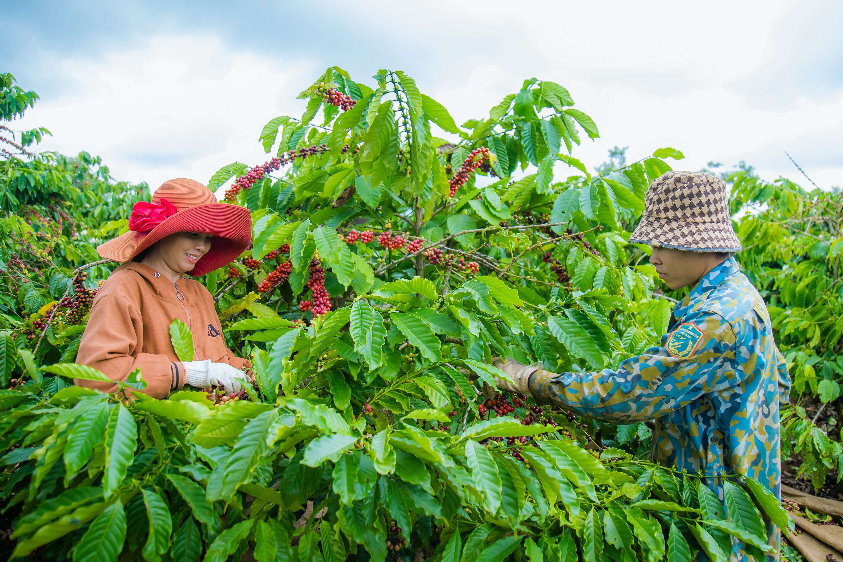 Nông nghiệp giúp Đắk Nông đạt thu nhập bình quân đầu người gần 82 triệu đồng - Ảnh 1.