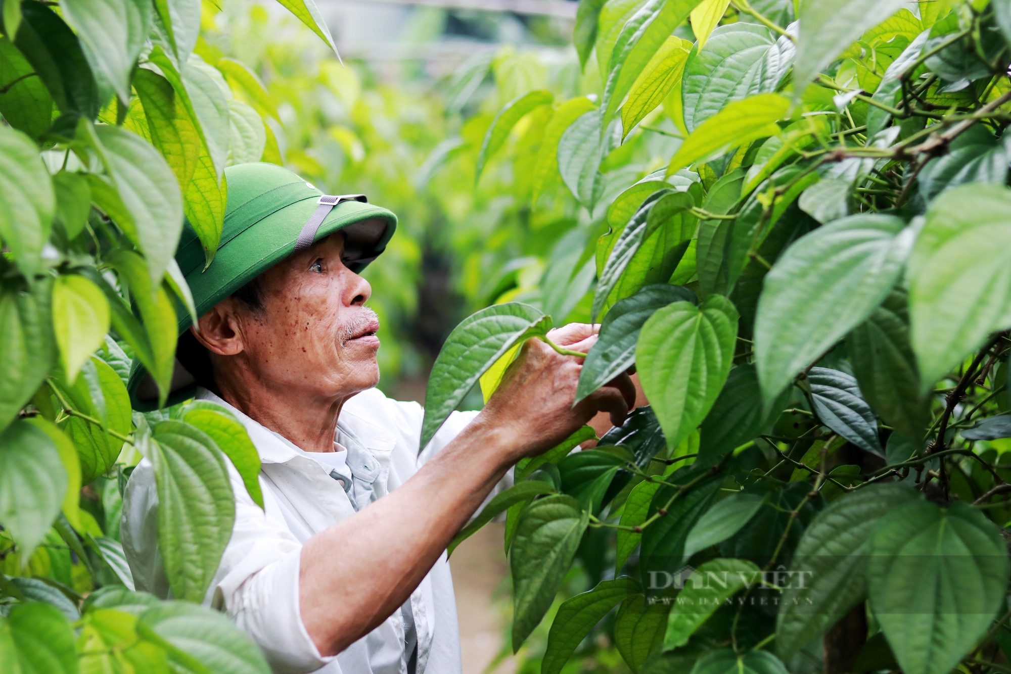 Làng này ở Hà Tĩnh nhà nào cũng hái mỏi tay loại lá to dày này bán, xưa la này dùng tiến vua- Ảnh 4.