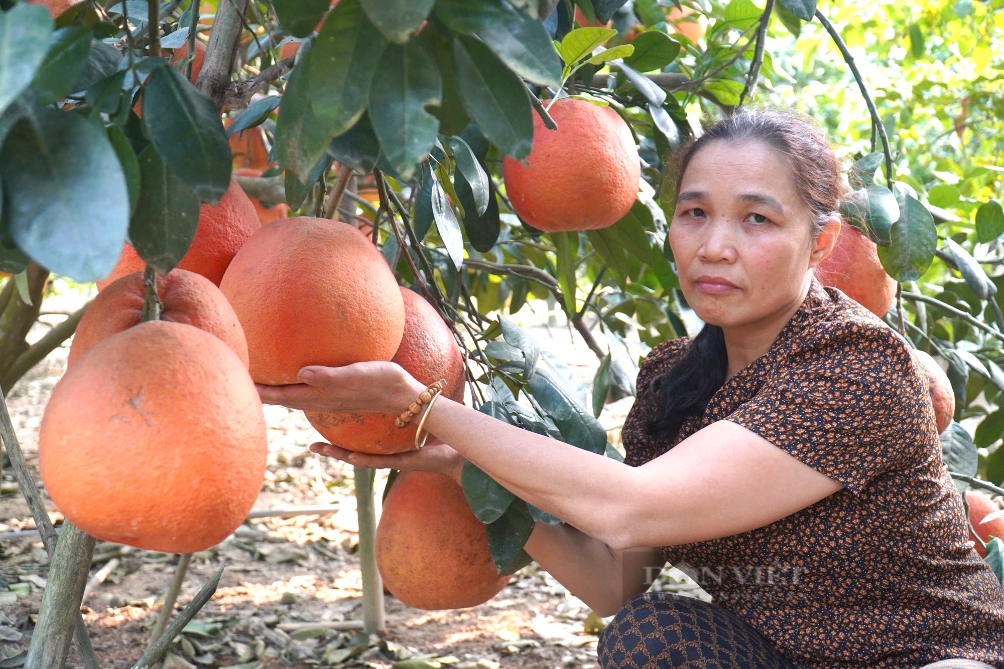 Bưởi đỏ tiến vua, nữa triệu đồng một cặp, nông dân không đủ hàng để bán - Ảnh 1.