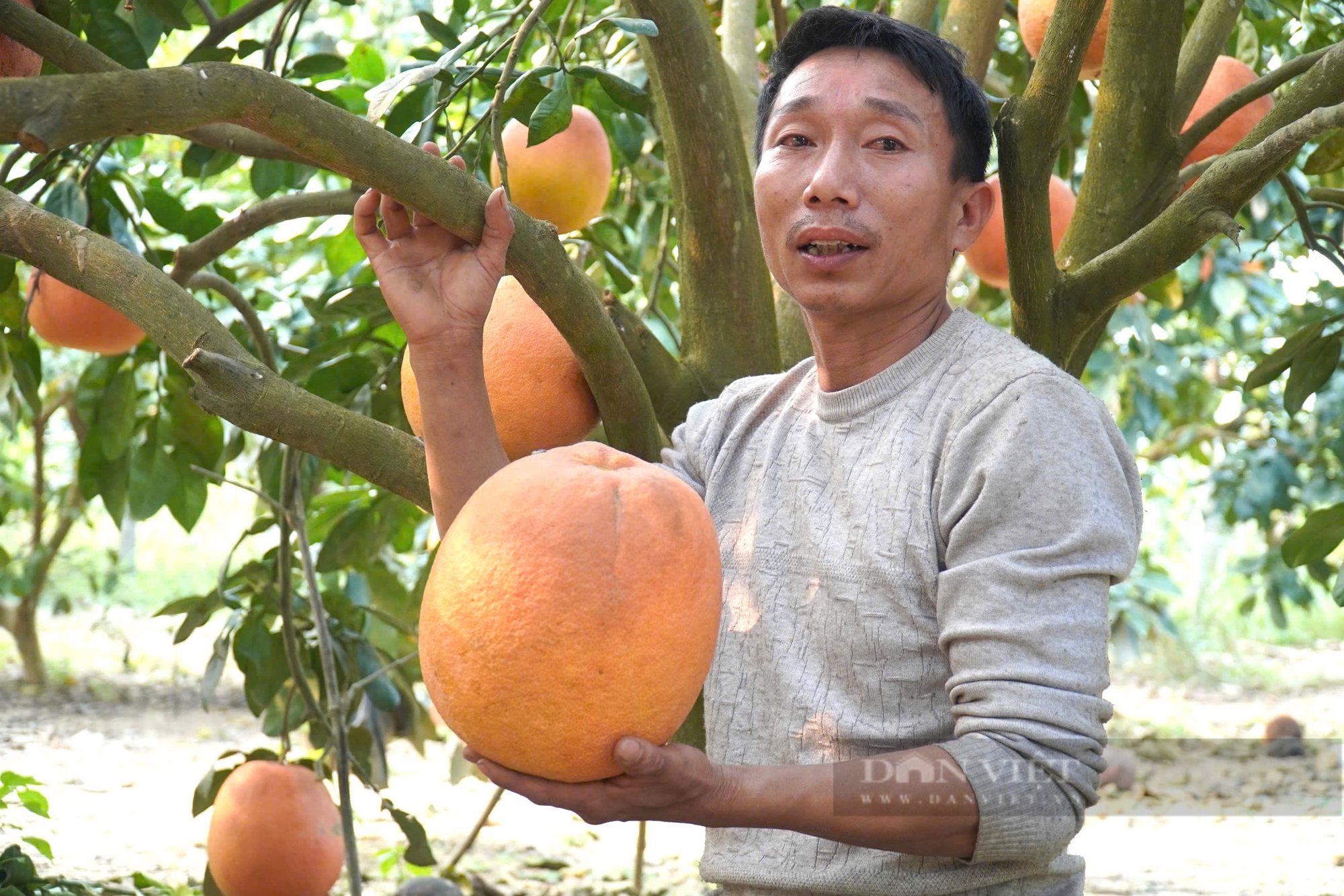 Bưởi đỏ tiến vua, nữa triệu đồng một cặp, nông dân không đủ hàng để bán - Ảnh 4.