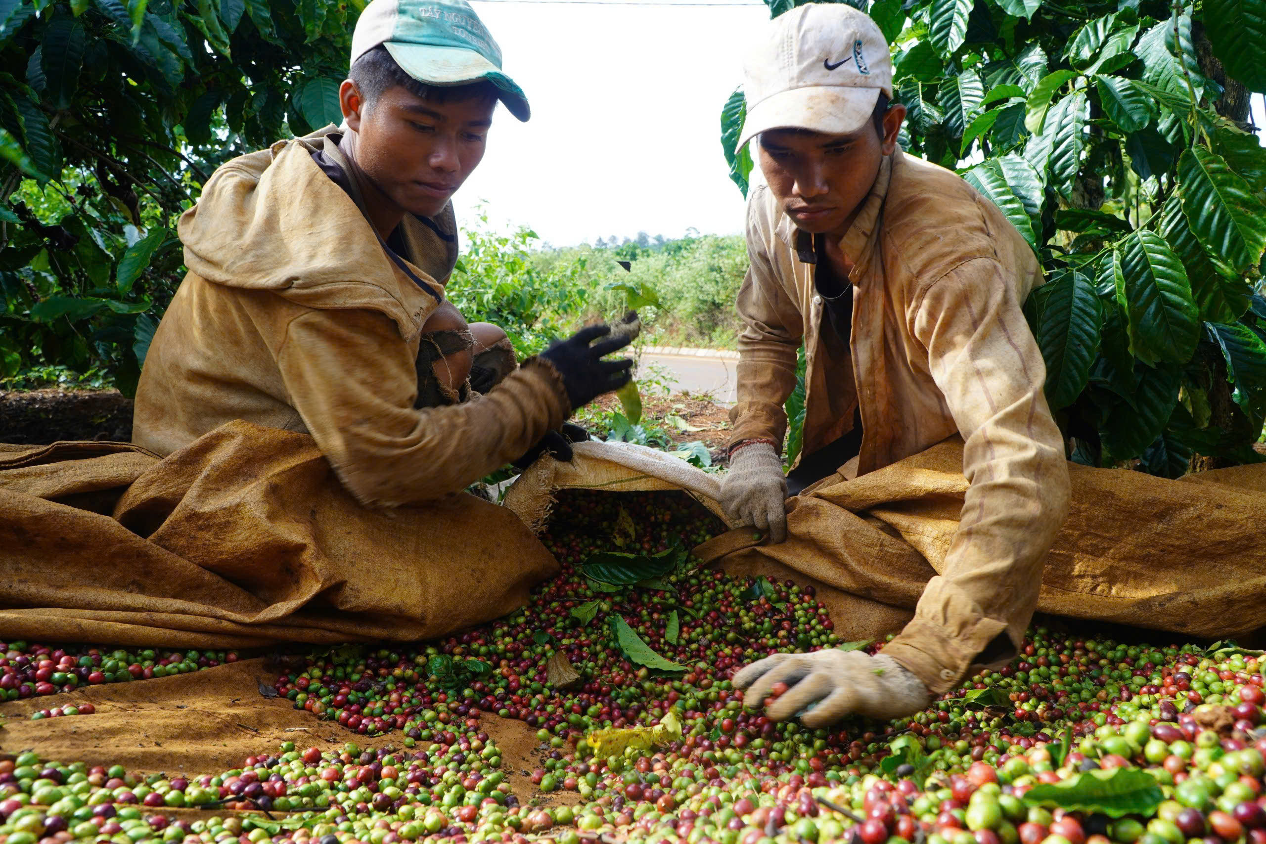 Gia Lai: Nông nghiệp dẫn đầu tăng trưởng, xuất khẩu nông sản lập kỷ lục 820 triệu USD - Ảnh 3.