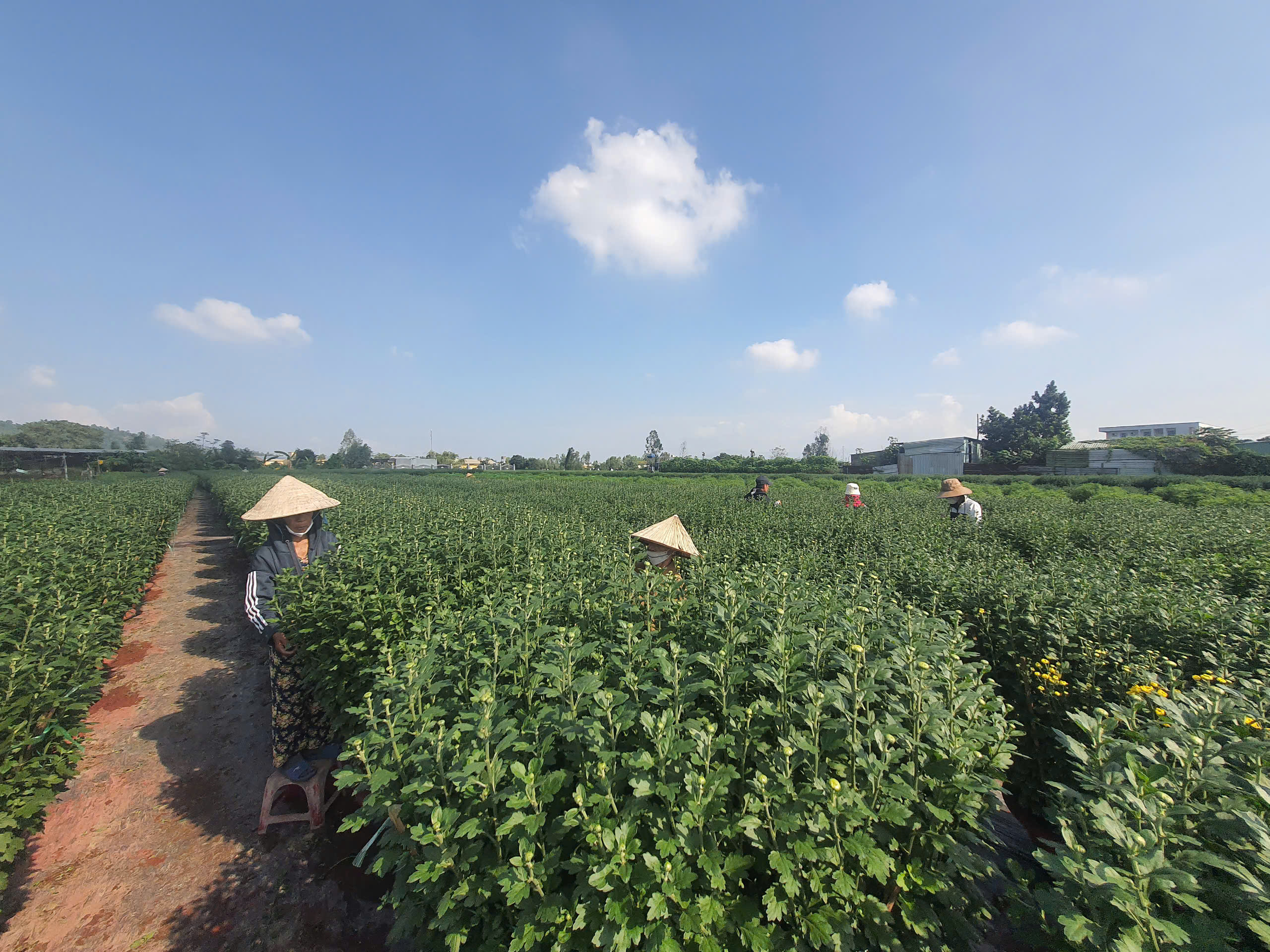 Ngân hàng CSXH thành phố Đà Nẵng mang mùa Xuân đến sớm với người dân nghèo- Ảnh 4.