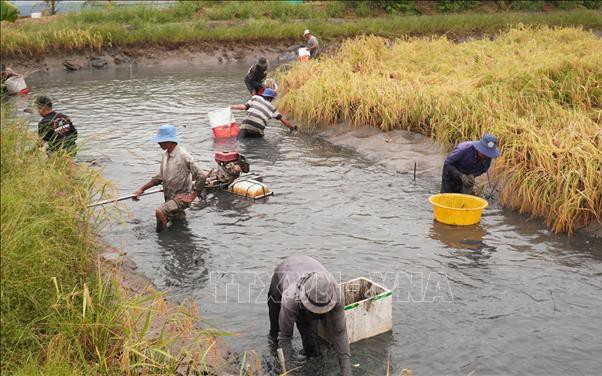 Bắt tôm càng xanh nuôi trong ruộng lúa ở Trà Vinh, dân bắt bao nhiêu bán hút hàng đến đó - Ảnh 5.