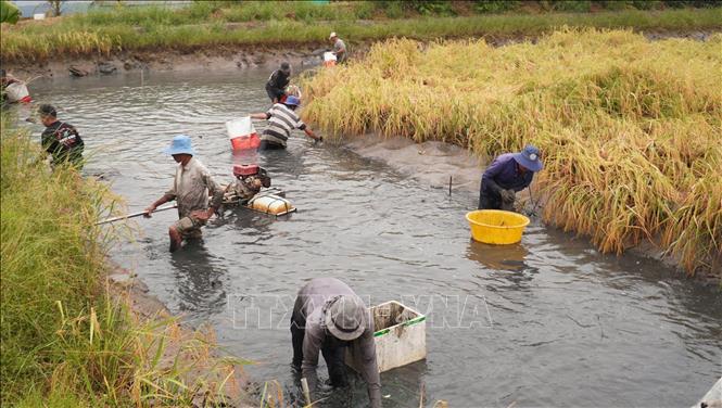 Nuôi tôm càng to bự trong ruộng lúa, dân Bạc Liêu bán tôm đắt hàng, bán lúa cũng giá tốt - Ảnh 1.