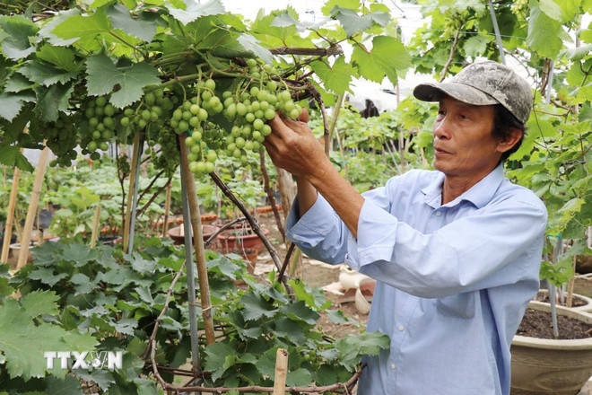 Loại cây cảnh đã lắm lá lại nhiều quả là sản phẩm độc, lạ của thị trường Tết Nguyên đán 2025, đó là cây gì? - Ảnh 2.