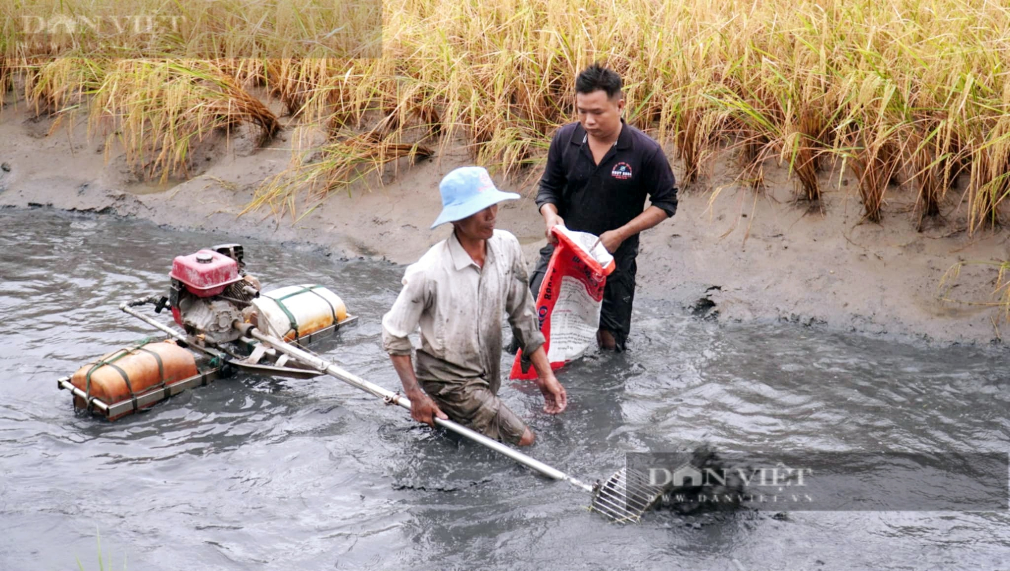 Con tôm mình to, càng dài tăng giá “chóng mặt”, khiến nông dân Cà Mau hớn hở thổi bùn bắt bán đón Tết - Ảnh 3.