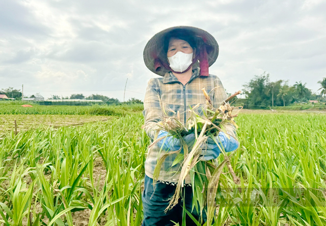 Người trồng Lay ơn Quảng Ngãi nguy cơ lỗ “sấp mặt” vụ hoa tết vì lý do này - Ảnh 5.