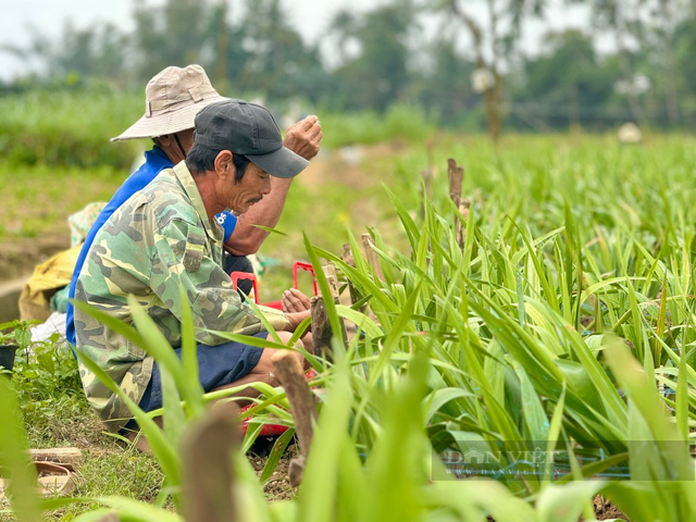 Người trồng Lay ơn Quảng Ngãi nguy cơ lỗ “sấp mặt” vụ hoa tết vì lý do này - Ảnh 7.