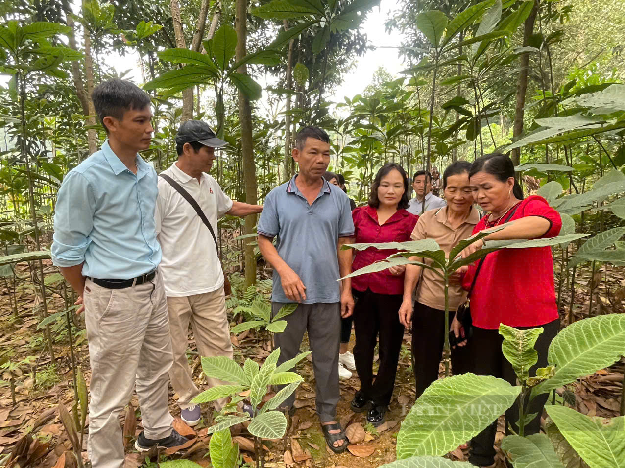 Chương trình FFF II hỗ trợ nông dân Yên Bái như thế nào - Ảnh 4.