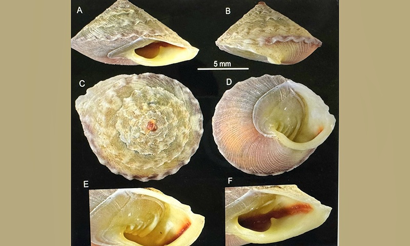 Phát hiện một loài ốc mới ở Vườn Quốc gia Phong Nha - Kẻ Bàng - Ảnh 1.